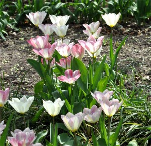 Tulpen-Garten