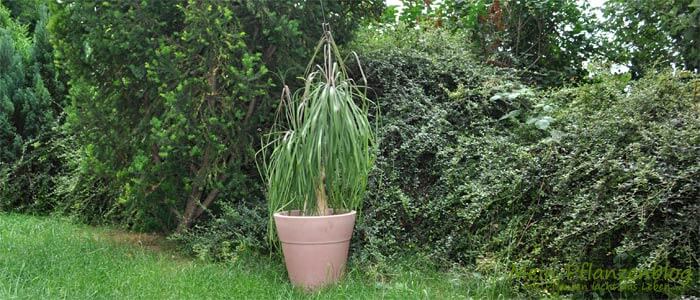 Elefantenfuß Dünger » Mein-Pflanzenblog