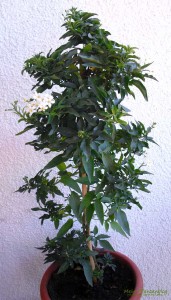 Jasmin-Solanum-Jasminoides