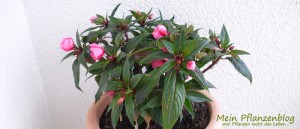 Neu-Guinea-Impatiens