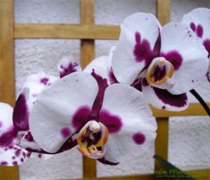 Phalaenopsis-Malaienblume