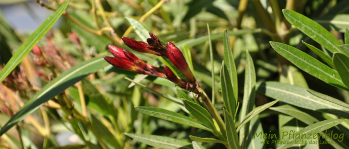Trieb-Oleander.jpg