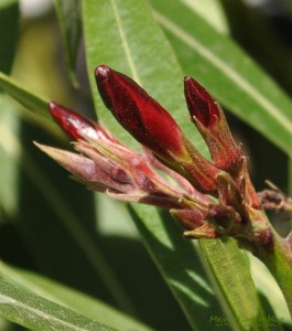 Triebe-Oleander