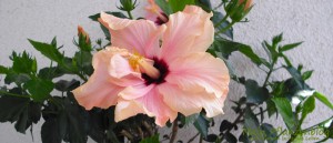 Hibiskus