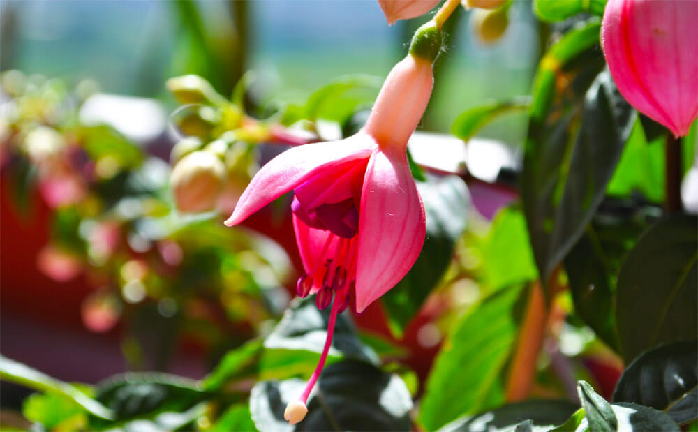 Fuchsien