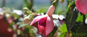 Fuchsien