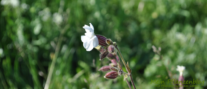 Feldblume