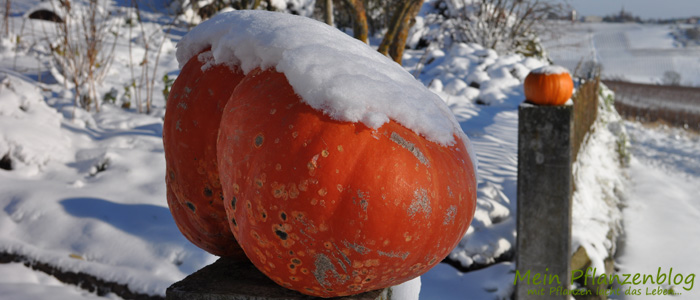 Winter-und-Kürbis