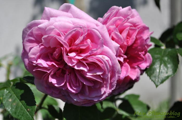 Bodenbearbeitung bei Rosen » Mein-Pflanzenblog