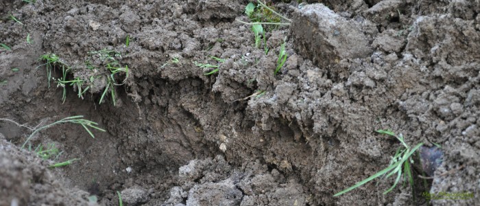 Gartenboden » Mein-Pflanzenblog