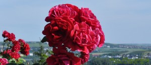 Rote-Rose