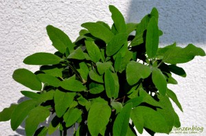 Salbei-Pflanze