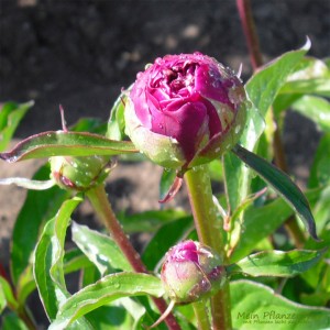 Rosen Blüte