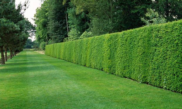 Wie man Heckenpflanzen (Thuja Smaragd) am besten versorgen kann ... Wie man Heckenpflanzen (Thuja Smaragd) am besten versorgen kann ...