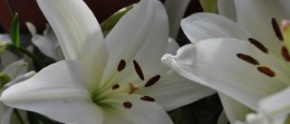 Lilien