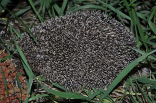 igel