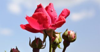 Schnittblumen-anpflanzen