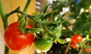 Brauchen-Tomaten-viel-Wasser