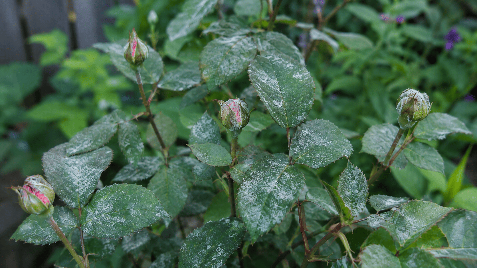Rosenblätter mit echtem Mehltau und jungen Rosenknospen im Garten