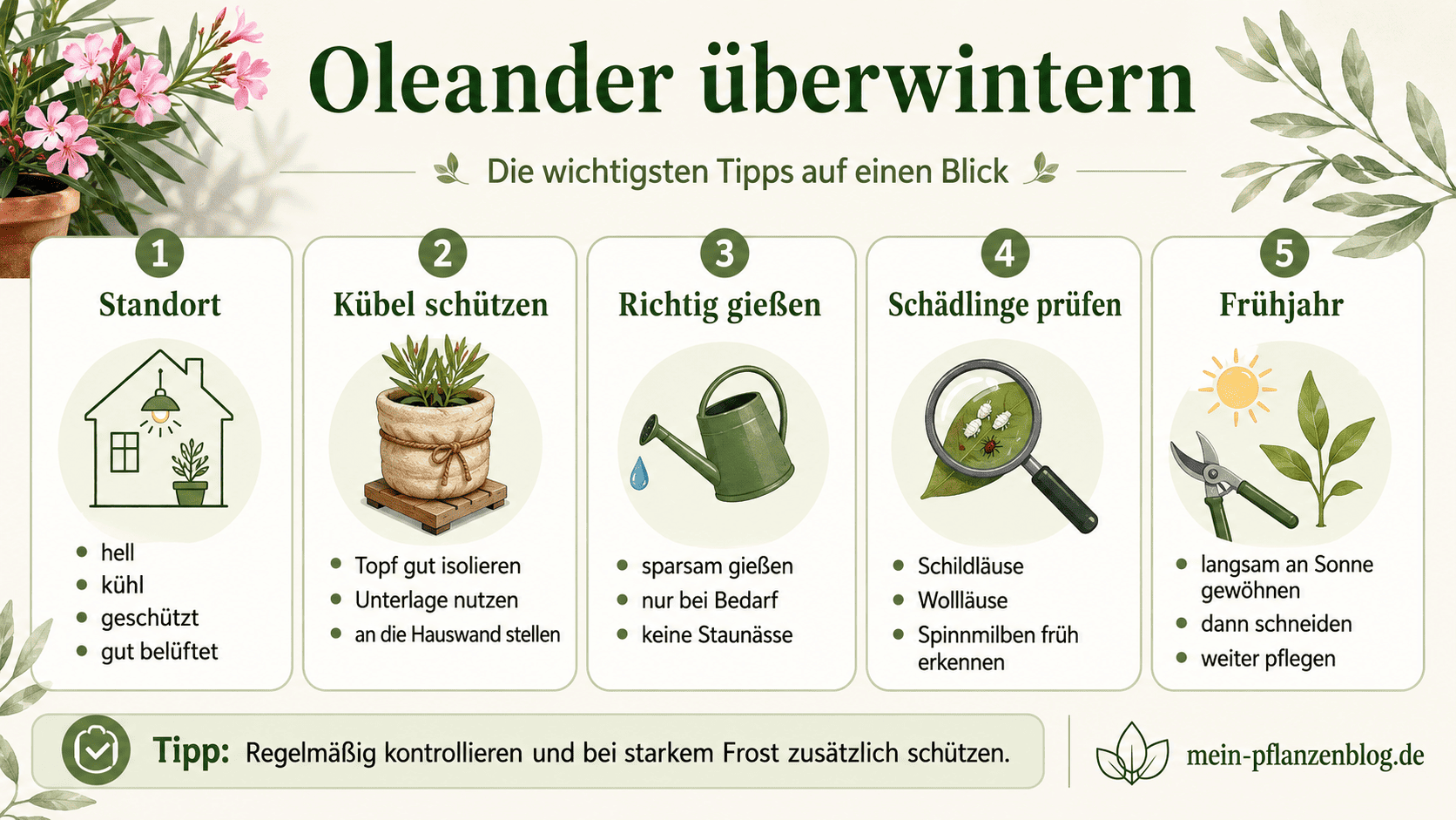 Infografik mit den wichtigsten Tipps zum Oleander überwintern