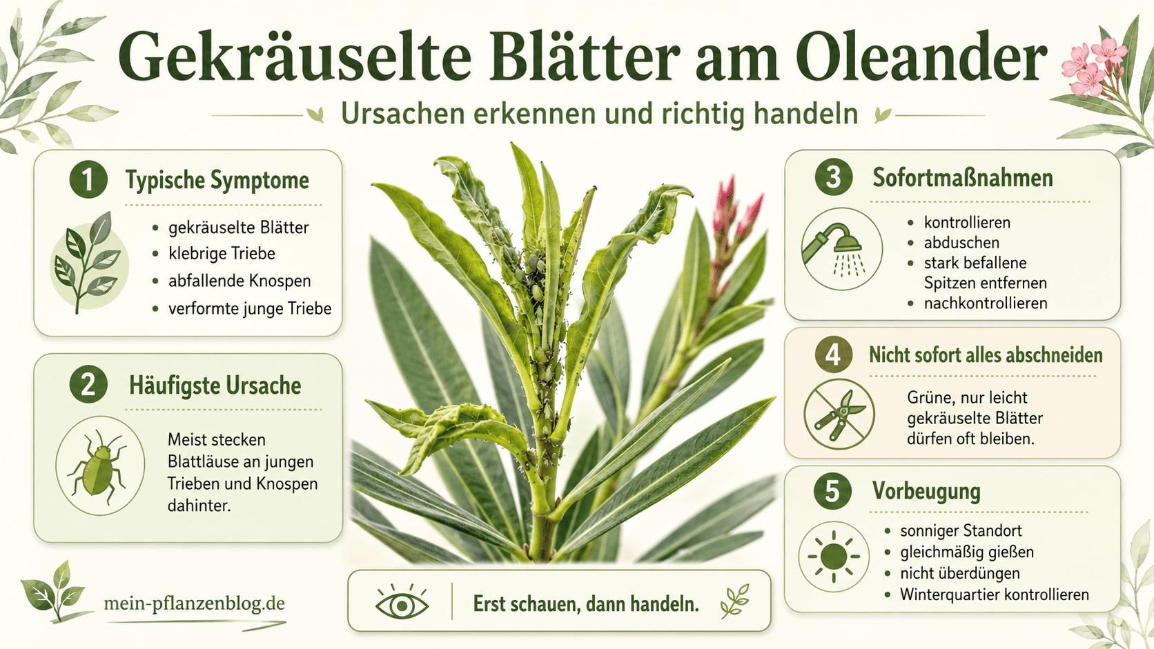 Infografik zu gekräuselten Blättern am Oleander mit Symptomen, Ursachen, Sofortmaßnahmen und Vorbeugung