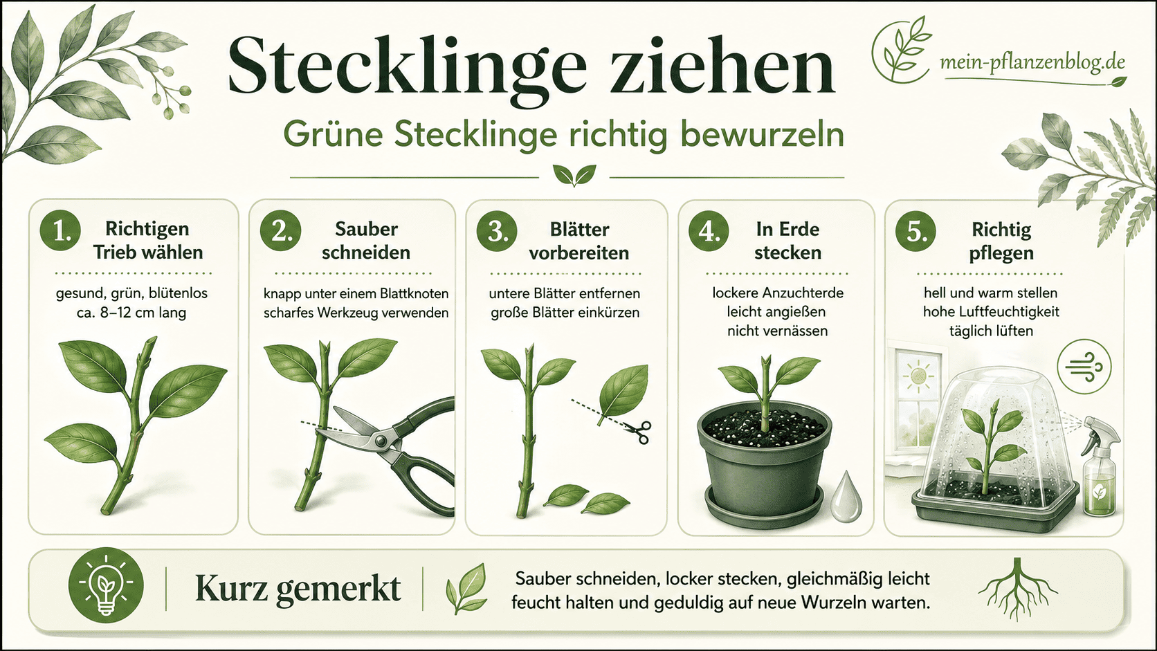 Infografik mit fünf Schritten zum erfolgreichen Stecklinge ziehen